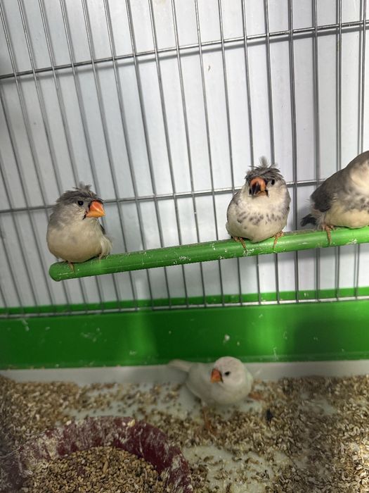 Амадинкала сотилади тайор кушла