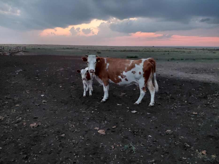 Продам дойную корову с теленком