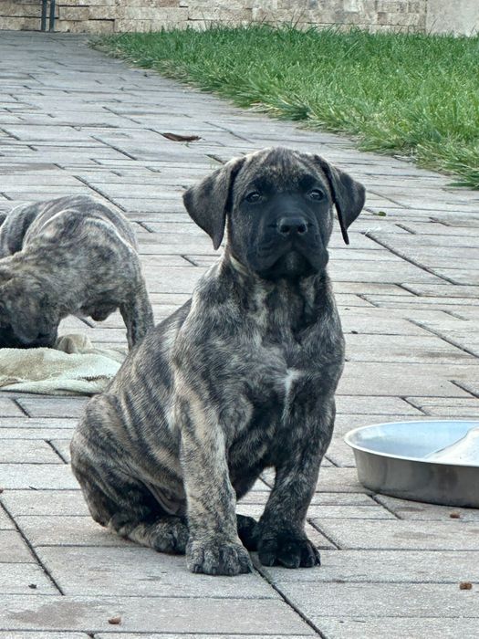 Presa Canario, Pedigree FCI tip A, Părinți Campioni,