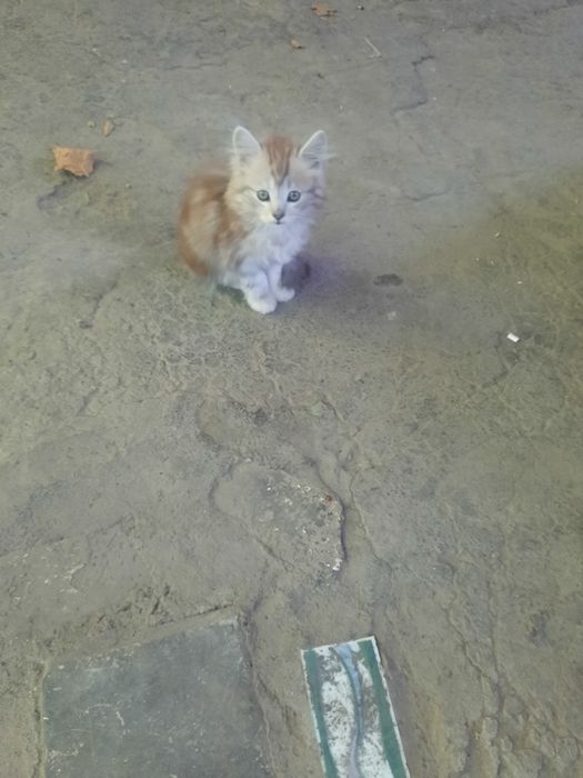 Британские котята