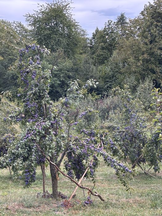 Vand prune anaspet pentru tuica