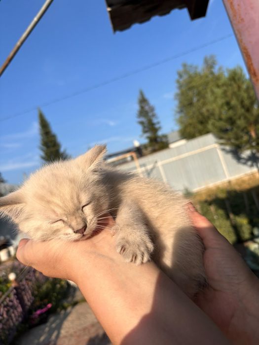 Отдам в добрые руки милую кошечку.