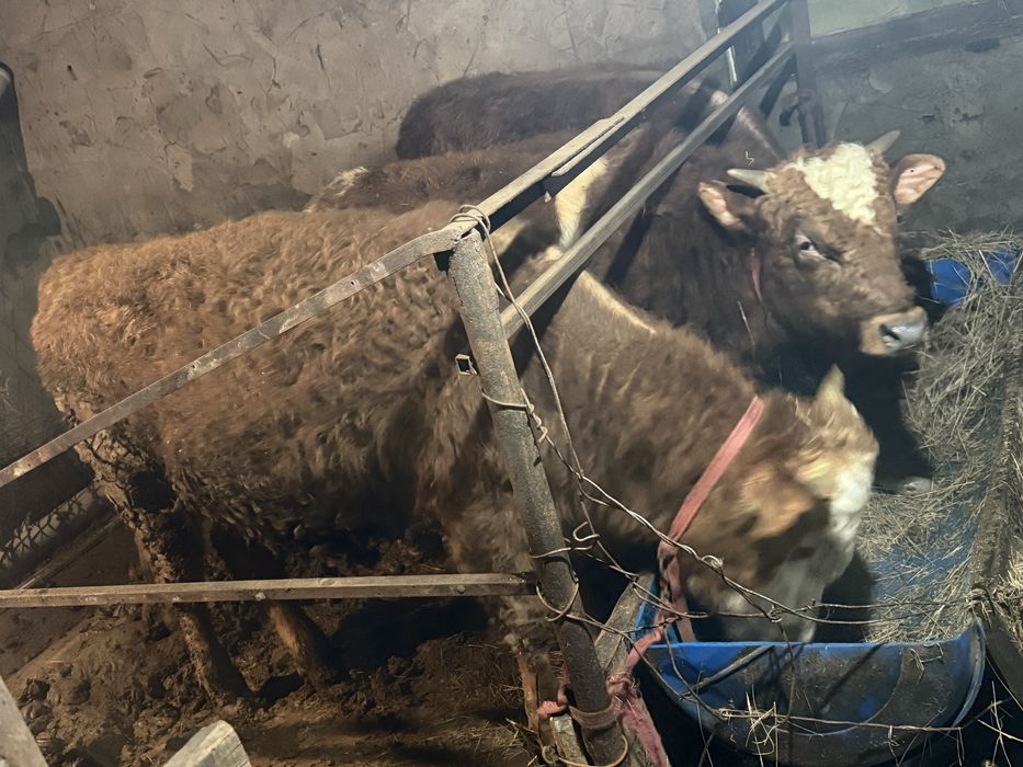 Продам бычков в шахтинске