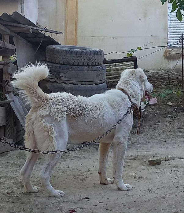 Алабай казахский 8 ойлик