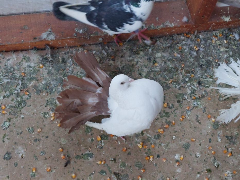 Porumbei voiajori și  de ornament