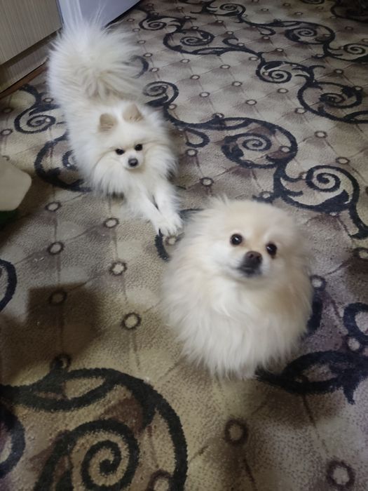 Шпиц собаки  парочка