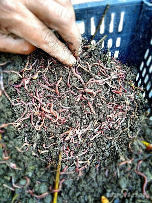 Sifatli biogumus va Kaliforniya chuvalchangi sotiladi.