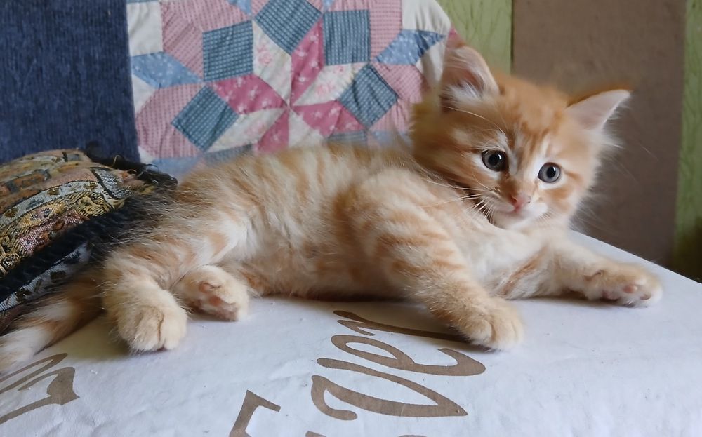 Котенок-мальчик,1,5 месяца