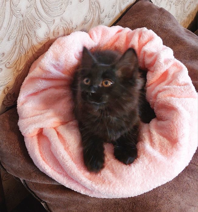 Милые котята ищут дом.