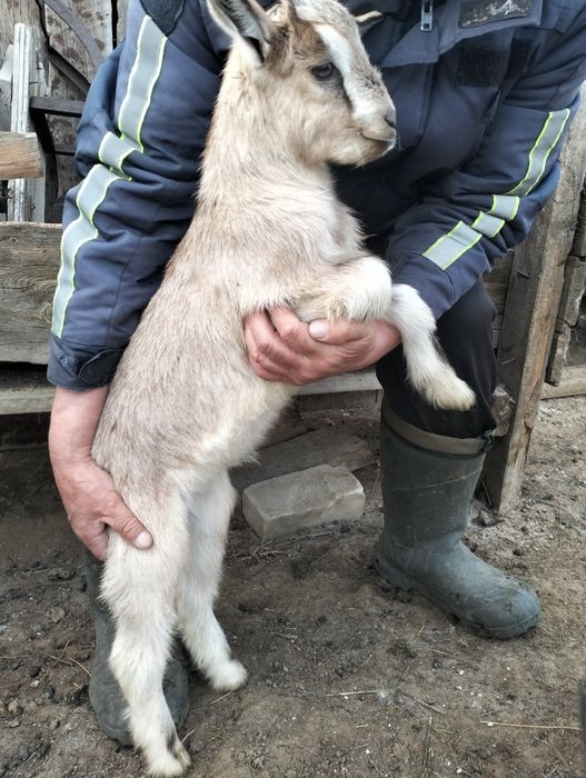 Козлики молочных коз