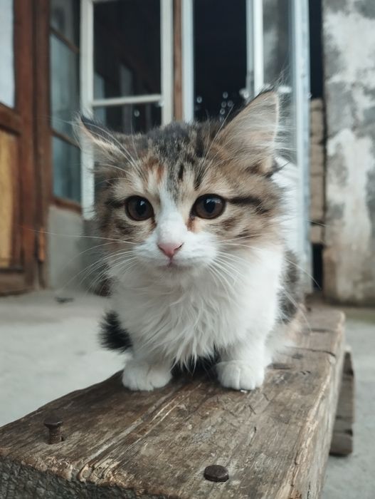 Sotiladi 100 $ mushuklar