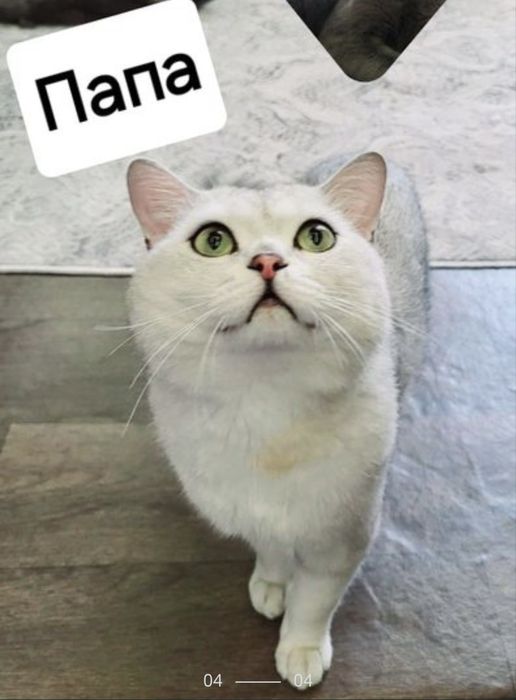 Вязка! Серебристая Шиншилла бруталный кот