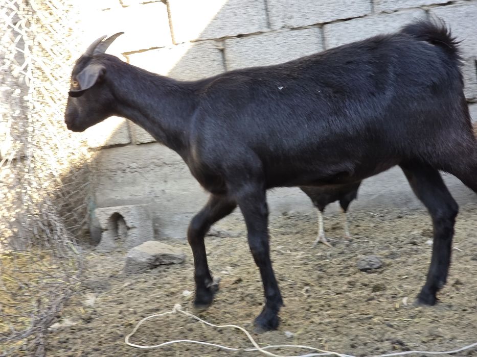 Ұрғашы лақ 6 айлық