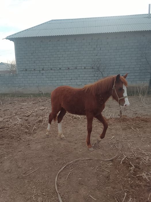 Тай сатылады срочно