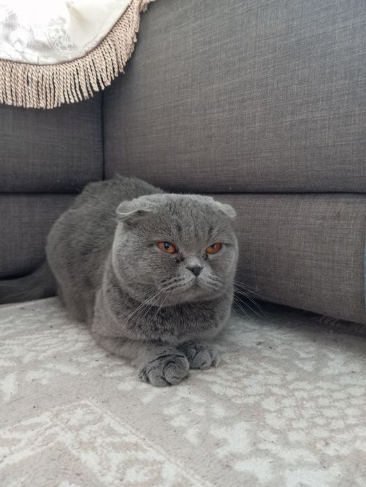 Отдам добрую и ласковую кошечку
