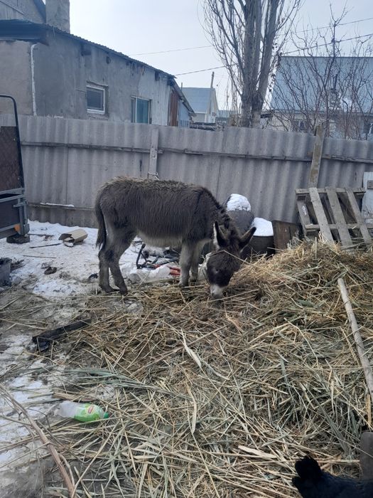 Есек сатам урғашы