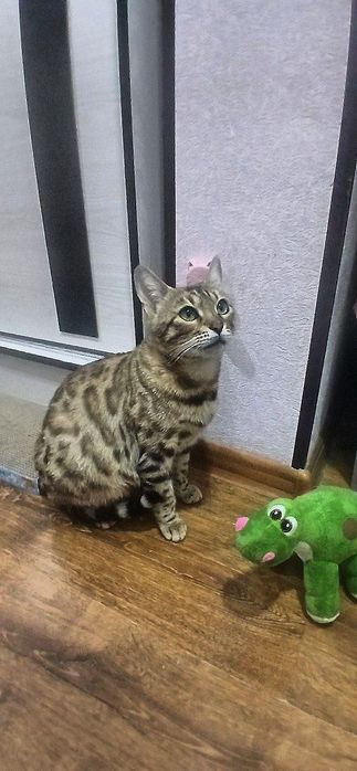 Бенгаль Котенок.