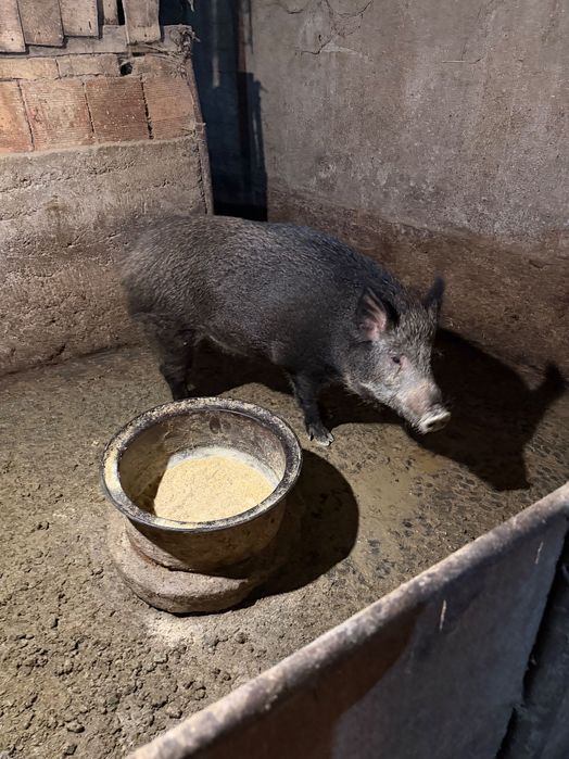 Диво прасе женско на 2 г