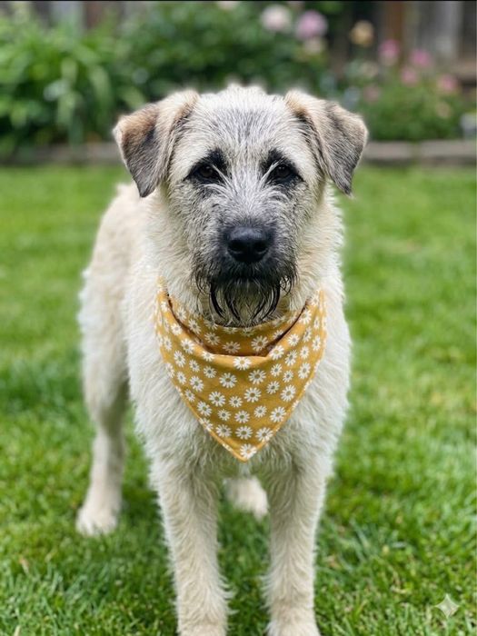 Catelusa talie mare adoptie