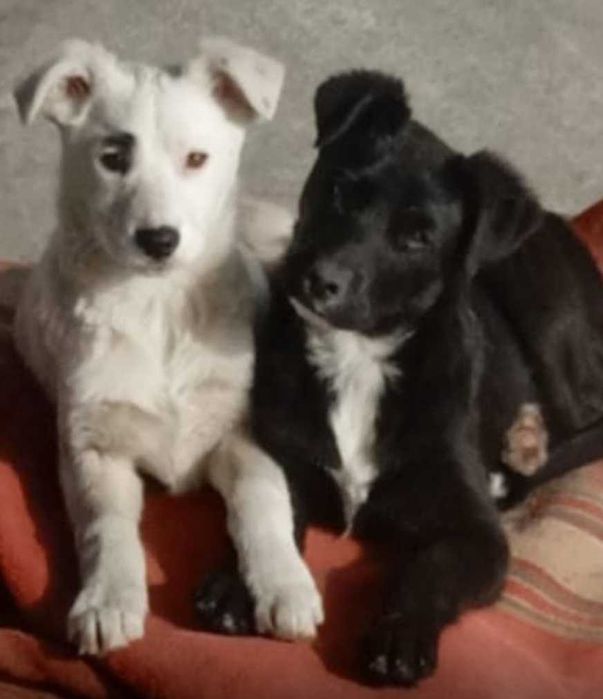 Отдам в ответственные, добрые, хорошие руки щенков девочек сестричек