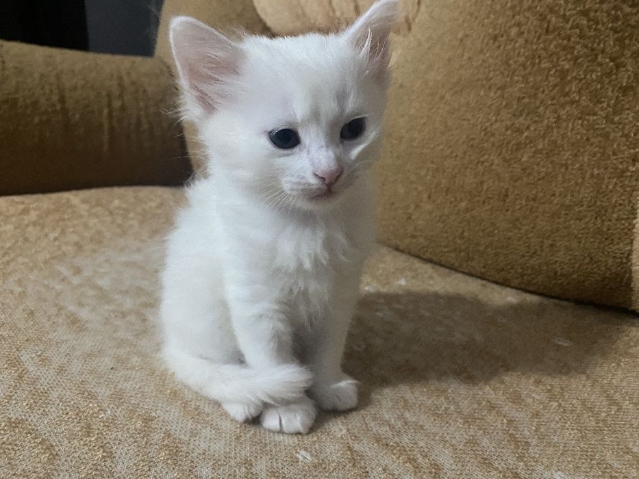 Турецкие ангоры котята