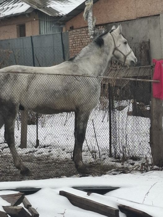 Продам лошадь на племя