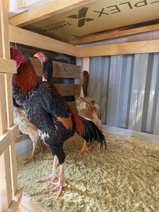 Куры даканы продам