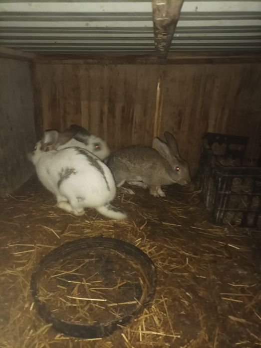 Quyonlar sotiladi bugoziyam samesiyam bor