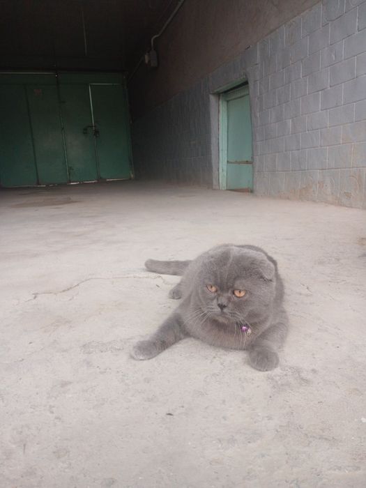 Skotish fold 10 oylik