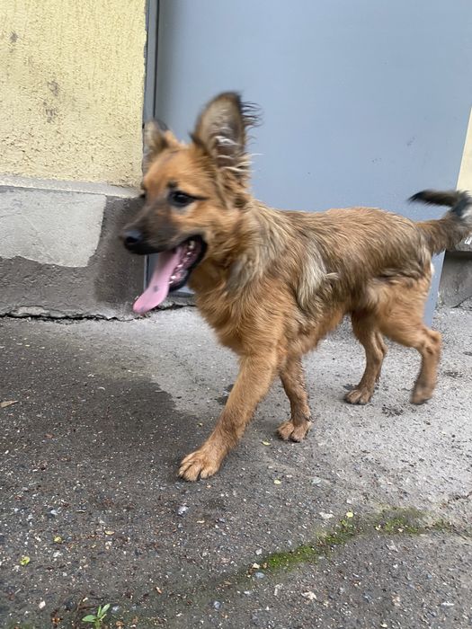 Щенок мальчик