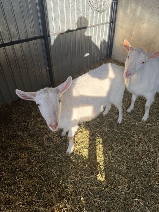 Capre saanen rasa pura