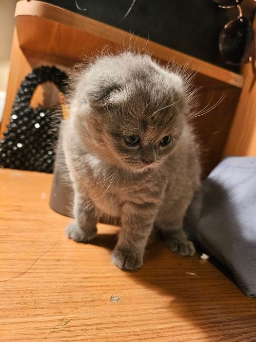 шотландский вислоухий котенок
