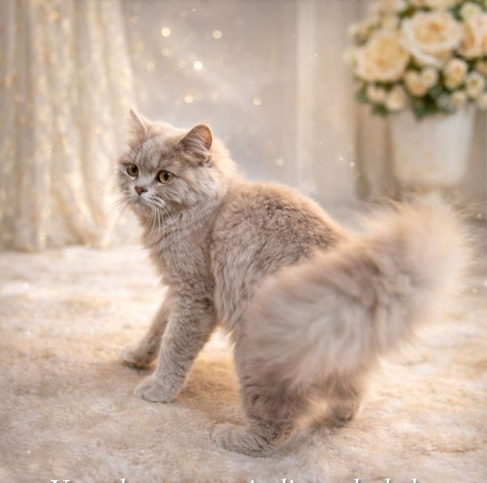 British longhair zotdor