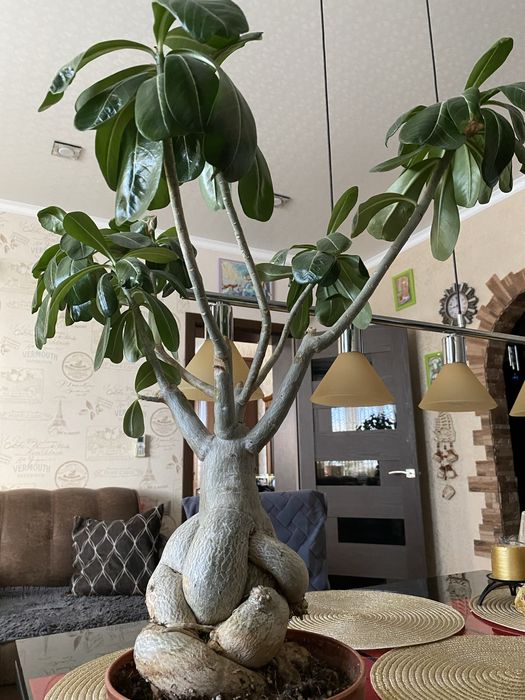 Адениум цветы 10000