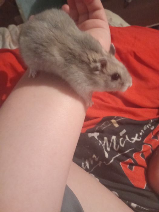 Хомячок хороший 2 месяца