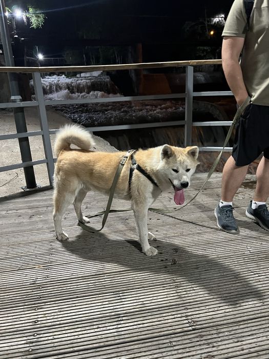 ВЯЗКА Кобель Акита Ину