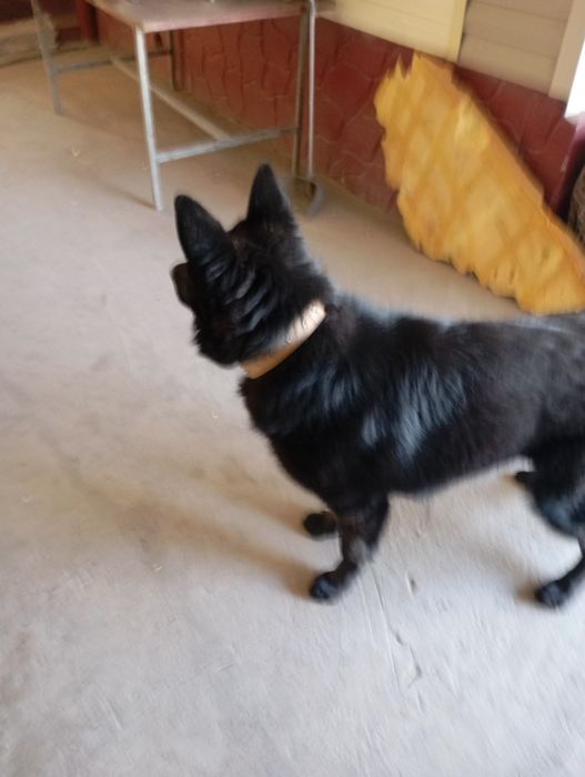 Немецкая овчарка