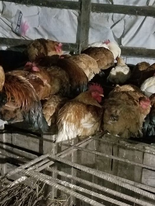 Gaini de casa de vanzare