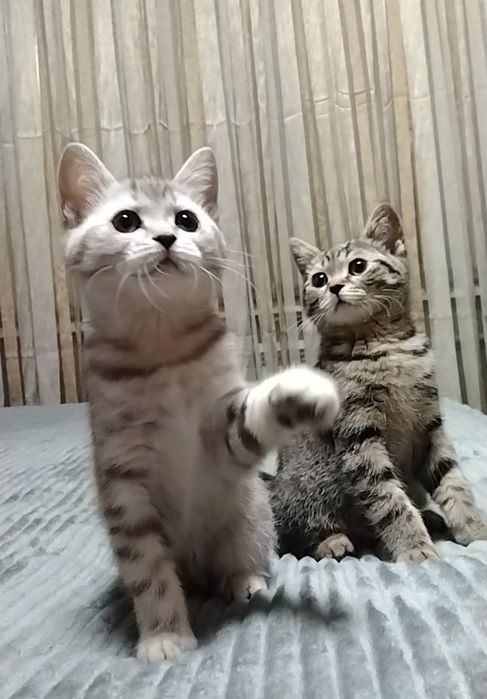 Скоттиш страйт. Мальчик и девочка.