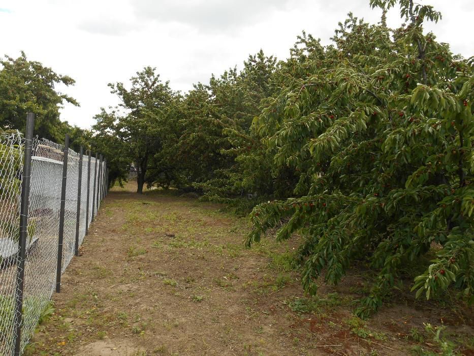 Дворно място в Златитрап