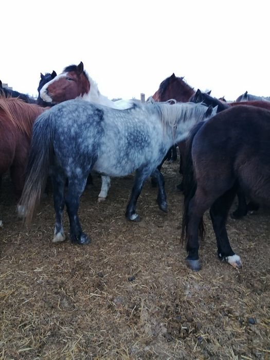 Продам кобылу 7 лет