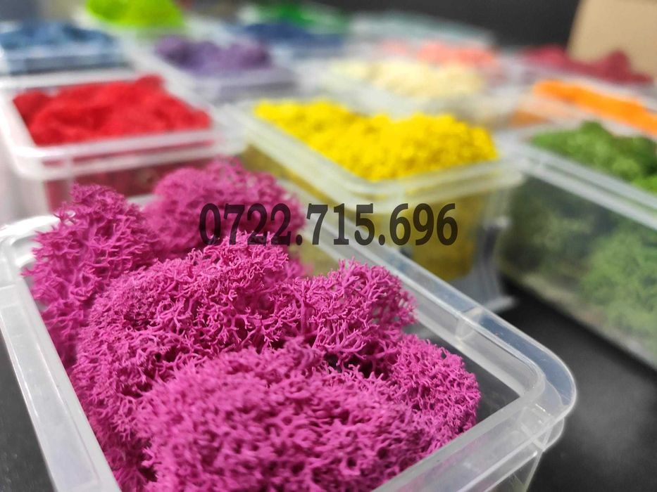 Licheni vrac  pret importator direct