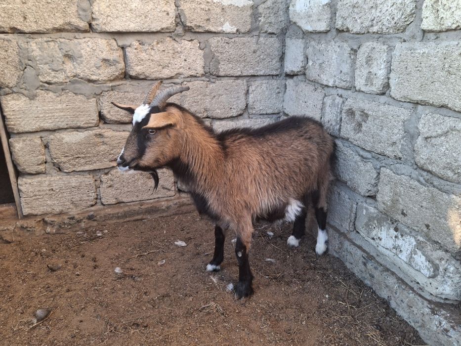 Ешки сатылады шыбыш, саудасы бар