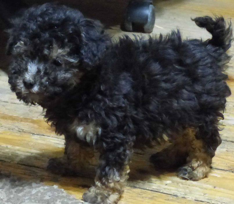 Caniche (pudel) pitic argintiu