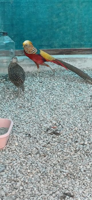 Pereche fazani auriu pe roșu  maturi si tineret