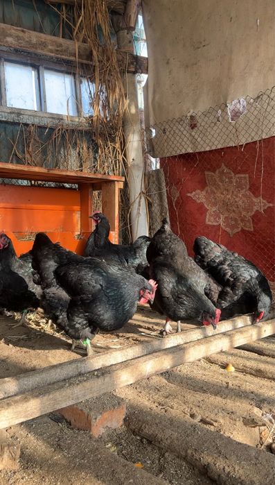 Джерсийский гигант