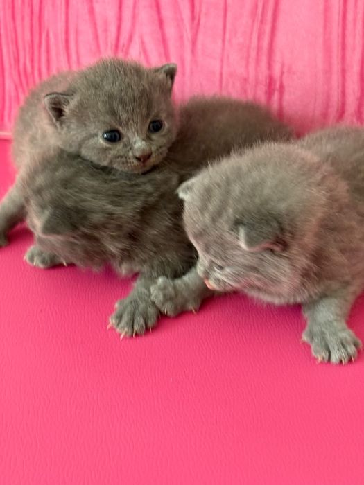 British Shorthair