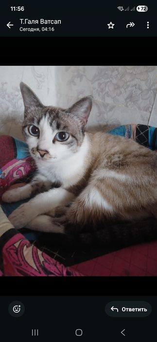 Котёнок! Девочка!