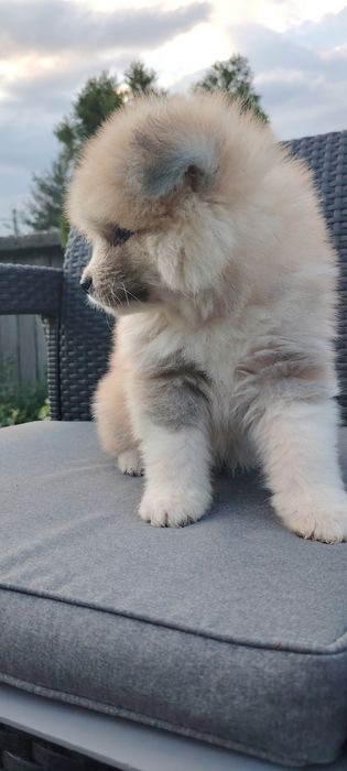 Disponibil Mascul Akita Inu Long Hair  cu pedigree
