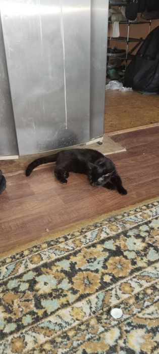 Отдам котенка в добрые руки